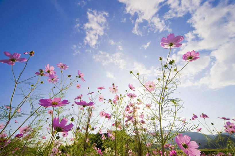 无人,横图,室外,白天,仰视,旅游,度假,快乐,幸福,花海,花圃,石头,美景,山,山脉,植物,叶子,日本,亚洲,盛开,石子,景观,山顶,山峰,云,云朵,玛格丽特,山峦,花蕾,云彩,娱乐,雏菊,花,花瓣,花朵,花卉,鲜花,蓝色,绿色,白云,蓝天,天空,阳光,自然,花丛,花束,花田,群山,天,花苞,花蕊,享受,休闲,菊花,景色,放松,活力,晴朗,希望,坚强,自然风光,和平,东亚,离别,沉积岩,本州,本州岛,日本国,近畿地方,近畿,滋贺,滋贺县,延命菊,幸福花,春菊,马兰头花,暗恋,纯情,单恋,颠峰,极峰,水成岩,天真,石块,岩石,晴空,彩图,低角度拍摄,愉快