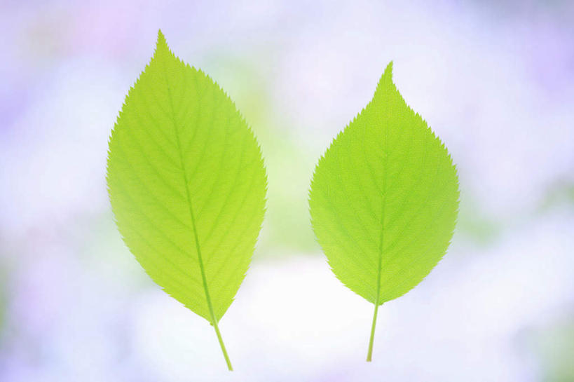 无人,横图,室内,特写,白天,正面,叶子,两片,朦胧,模糊,绿叶,绿色,嫩叶,摄影,影棚,叶,叶片,彩图,影棚拍摄,拍摄