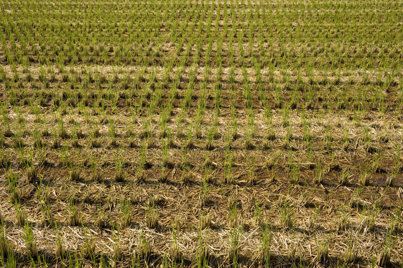 无人,农田,横图,俯视,室外,白天,农业,庄稼,农作物,小麦,日本,亚洲,阴影,光线,影子,稻田,谷物,阳光,稻谷,稻子,麦子,东亚,本州,本州岛,日本国,近畿地方,近畿,滋贺,滋贺县,彩图,高角度拍摄,耕地,庄稼田