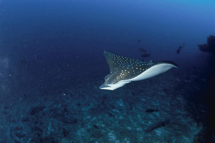 海鲜,无人,横图,室外,特写,白天,正面,海底,水下,马尔代夫,亚洲,阴影,光线,鱼,影子,水底,灯光,水产,鱼类,海洋生物,动物,海底世界,水生动物,海产品,南亚,水生物,海底动物,魟鱼,魔鬼鱼,蝠鲼,马尔代夫共和国,海床,彩图,全身