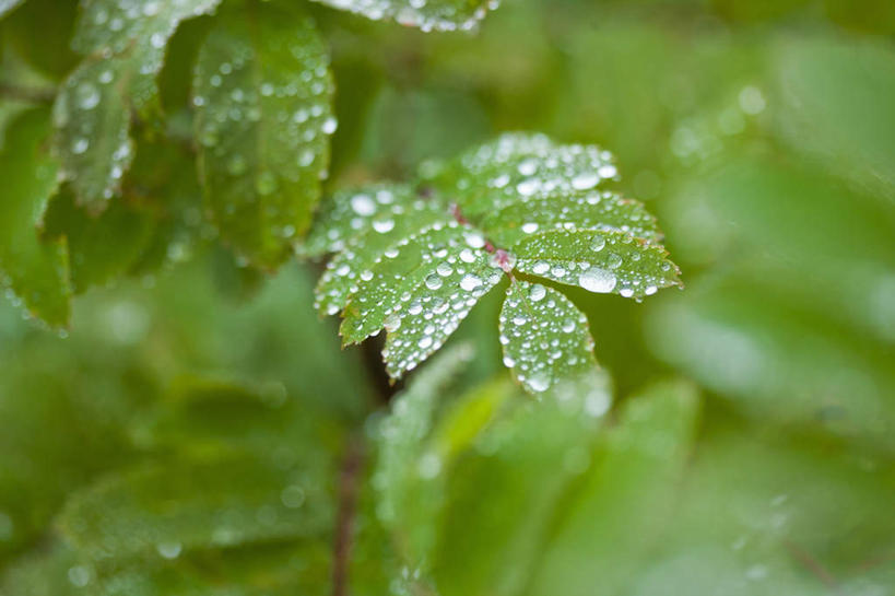 无人,横图,俯视,室外,特写,白天,旅游,度假,美景,水,露水,叶子,朦胧,模糊,透明,液体,景观,水滴,绿叶,娱乐,水珠,树叶,自然,露珠,享受,休闲,嫩叶,景色,放松,生机,剔透,自然风光,灵动,通明,叶,叶片,彩图,高角度拍摄,晶莹