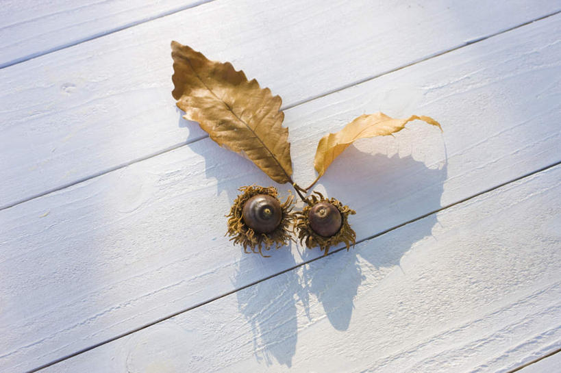 无人,横图,俯视,室外,特写,白天,地板,叶子,阴影,光线,影子,坚果,枯叶,地面,木地板,阳光,干果,橡果,橡树果,橡栗,橡实,橡树子,橡子,叶,叶片,彩图,高角度拍摄