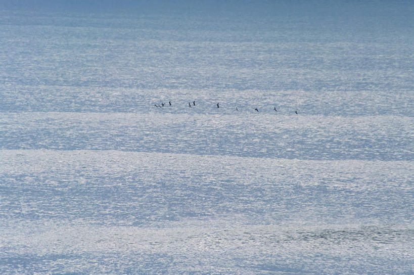 无人,横图,俯视,室外,白天,旅游,度假,海浪,海洋,美景,海鸟,海鸥,鸟,日本,亚洲,波纹,鸟类,景观,浪花,涟漪,娱乐,水纹,自然,海水,波浪,享受,休闲,景色,放松,波光粼粼,自然风光,海景,东亚,本州,茨城,茨城县,关东地方,本州岛,日本国,水晕,大洗町,大海,风浪,海,海水的波动,近岸浪,涌浪,彩图,高角度拍摄