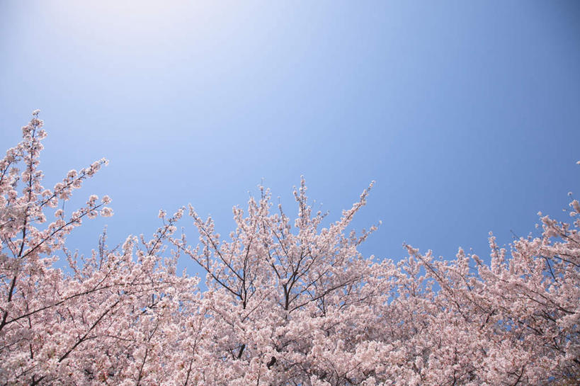 无人,横图,室外,白天,仰视,旅游,度假,美景,植物,樱花,东京,日本,亚洲,盛开,景观,樱花树,花蕾,娱乐,花,花瓣,花朵,鲜花,树,树木,蓝色,绿色,蓝天,天空,自然,天,花苞,花蕊,享受,休闲,景色,放松,生长,成长,自然风光,东亚,本州,关东地方,本州岛,日本国,东京都,仙樱花,福岛樱,青肤樱,荆桃,彩图,低角度拍摄