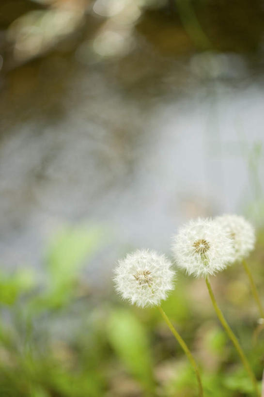 无人,竖图,室外,特写,白天,正面,爱情,旅游,度假,美景,蒲公英,三朵,朦胧,模糊,盛开,景观,花蕾,娱乐,花,花瓣,花朵,鲜花,自然,花苞,花蕊,享受,休闲,景色,放松,自然风光,开朗,蒲公草,尿床草,彩图