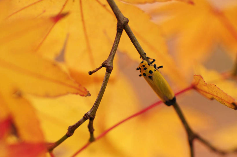 无人,横图,室外,特写,白天,正面,旅游,度假,美景,秋季,蝉,叶子,朦胧,模糊,昆虫,景观,绿叶,娱乐,一只,黄色,自然,动物,趴着,享受,休闲,嫩叶,景色,放松,自然风光,害虫,蚱蝉,叶,叶片,秋,秋天,知了,趴,彩图