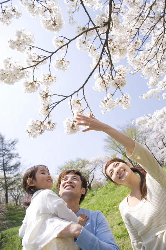 东方人,儿童,三个人,家庭,夫妻,母亲,父亲,女儿,站,举,抱,笑,微笑,露齿笑,竖图,室外,白天,仰视,爱情,纯洁,草地,草坪,植物,樱花,亚洲,阴影,服装,盛开,光线,影子,浪漫,花蕾,注视,休闲装,黄种人,草,花,花瓣,花朵,鲜花,树,树木,小孩,衣服,蓝色,绿色,白色,蓝天,天空,阳光,自然,天,花苞,花蕊,观察,看,托,站着,休闲,温暖,温馨,父女,母女,三口之家,一家人,休闲服,恩爱,父爱,可爱,母爱,童年,童趣,恋人,服饰,生长,晴朗,成长,抱着,观看,和睦,察看,搂着,关注,童真,烂漫,无邪,万里无云,仙樱花,福岛樱,青肤樱,天真,男人,男性,年轻男性,年轻女性,女孩,女人,女性,亚洲人,孩子,年轻人,夫妇,情侣,晴空,晴空万里,荆桃,怀抱,举起,举手,举着,搂,搂抱,相抱,向上举,向上伸,向上托,拥抱,站立,半身,彩图,低角度拍摄,伴侣,融洽,女生