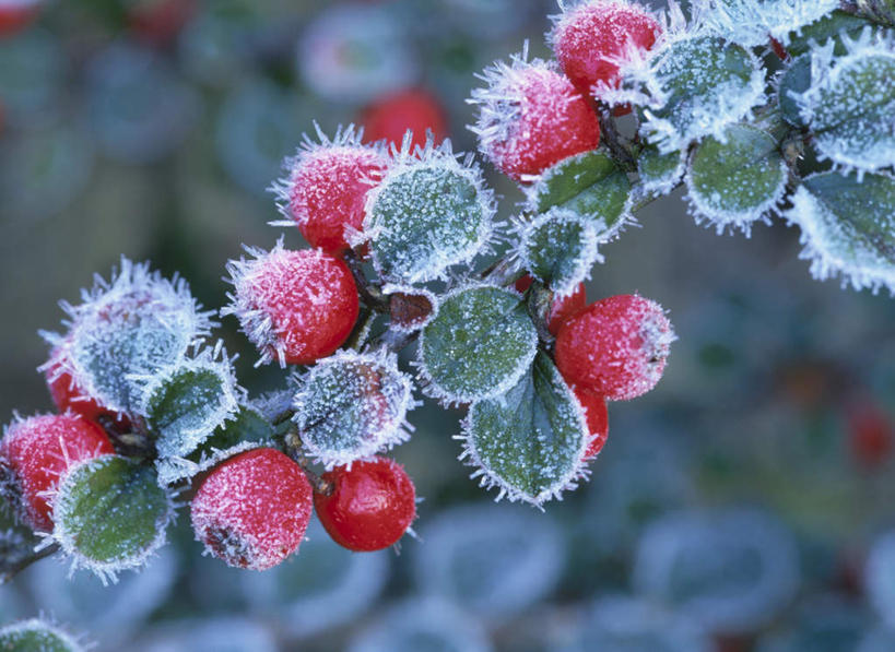 无人,横图,室外,特写,白天,正面,旅游,度假,美景,植物,北海道,日本,亚洲,许多,朦胧,模糊,景观,草药,药草,霜,娱乐,中药,自然,享受,休闲,景色,放松,自然风光,药材,中草药,东亚,中药材,本草,日本国,北海道地方,北海道岛,水莲沙,栒刺木,岩楞子,冰霜,彩图