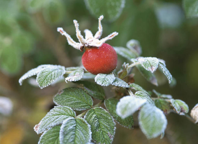 无人,横图,室外,特写,白天,正面,旅游,度假,美景,叶子,北海道,日本,亚洲,许多,阴影,朦胧,模糊,光线,影子,景观,绿叶,霜,娱乐,树枝,阳光,自然,享受,休闲,嫩叶,景色,放松,寒冷,自然风光,冻结,东亚,日本国,北海道地方,北海道岛,冰霜,叶,叶片,彩图
