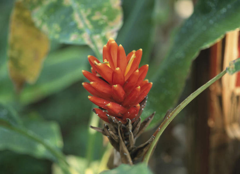 无人,横图,俯视,室外,特写,白天,旅游,度假,美景,香蕉,水果,叶子,神奈川,日本,亚洲,许多,朦胧,模糊,新鲜,景观,生食,食品,果实,绿叶,神奈川县,娱乐,食物,自然,享受,休闲,嫩叶,景色,放松,有机食品,绿色食品,自然风光,东亚,本州,关东地方,本州岛,日本国,红香蕉,叶,叶片,甘蕉,彩图,高角度拍摄