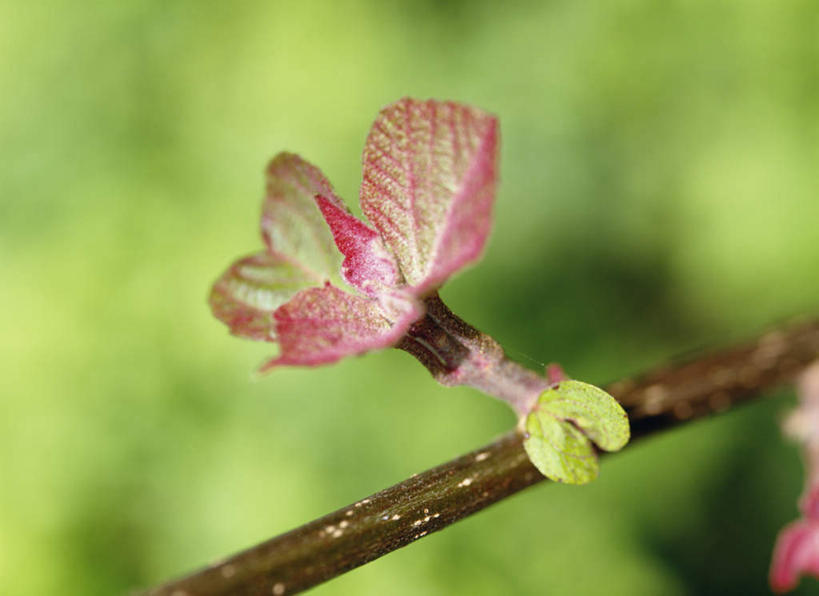 无人,横图,俯视,室外,特写,白天,旅游,度假,美景,植物,神奈川,日本,亚洲,朦胧,模糊,盛开,景观,神奈川县,花蕾,娱乐,花,花瓣,花朵,鲜花,树,树木,一朵,粉色,绿色,自然,花苞,花蕊,享受,休闲,景色,放松,生长,成长,灌木,自然风光,东亚,本州,关东地方,本州岛,日本国,野桐,彩图,高角度拍摄