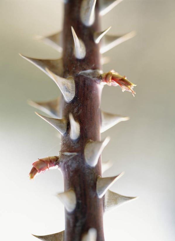 无人,竖图,室外,特写,白天,正面,爱情,旅游,度假,幸福,纯洁,热情,美景,玫瑰,神奈川,日本,亚洲,朦胧,模糊,景观,茎,玫瑰花,神奈川县,浪漫,娱乐,自然,花茎,享受,休闲,温暖,温馨,景色,恩爱,放松,和睦,自然风光,感动,东亚,本州,关东地方,本州岛,日本国,尊敬,一株,天真,刺玫花,徘徊花,彩图,融洽