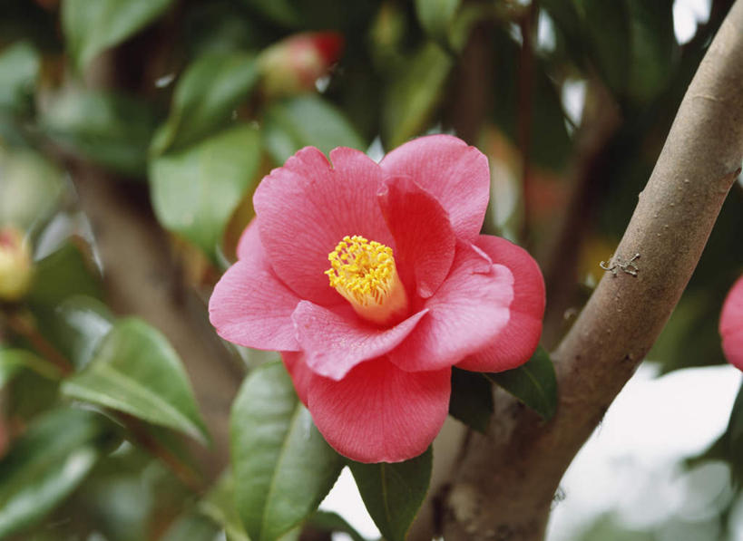 无人,横图,俯视,室外,特写,白天,旅游,度假,美景,山茶花,叶子,东京,日本,亚洲,朦胧,模糊,盛开,景观,绿叶,花蕾,娱乐,花,花瓣,花朵,鲜花,一朵,红色,自然,花苞,花蕊,享受,休闲,嫩叶,景色,放松,自然风光,东亚,本州,关东地方,本州岛,日本国,东京都,玉茗花,耐冬,海石榴,茶花,叶,叶片,彩图,高角度拍摄