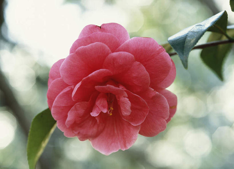 无人,横图,室外,特写,白天,仰视,旅游,度假,美景,山茶花,叶子,东京,日本,亚洲,阴影,朦胧,模糊,盛开,光线,影子,景观,绿叶,花蕾,娱乐,花,花瓣,花朵,鲜花,一朵,红色,阳光,自然,花苞,花蕊,享受,休闲,嫩叶,景色,放松,自然风光,东亚,本州,关东地方,本州岛,日本国,东京都,玉茗花,耐冬,海石榴,茶花,叶,叶片,彩图,低角度拍摄