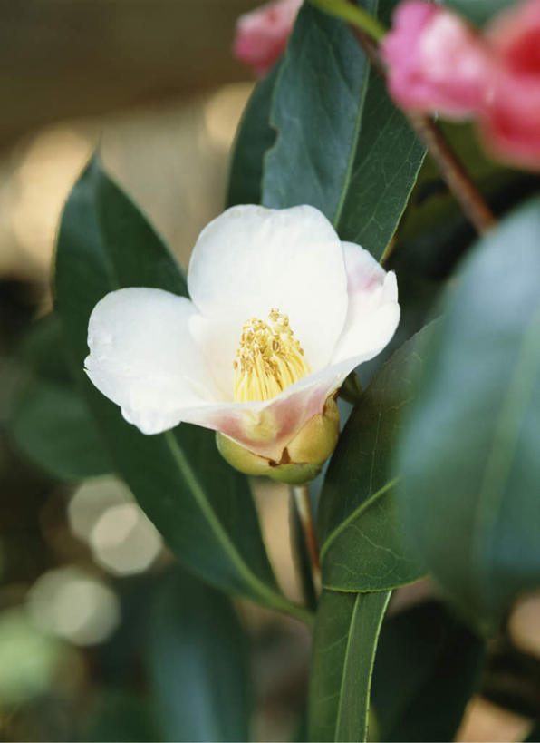 无人,竖图,俯视,室外,特写,白天,旅游,度假,美景,山茶花,叶子,东京,日本,亚洲,朦胧,模糊,盛开,景观,绿叶,花蕾,娱乐,花,花瓣,花朵,鲜花,一朵,白色,自然,花苞,花蕊,享受,休闲,嫩叶,景色,放松,自然风光,东亚,本州,关东地方,本州岛,日本国,东京都,玉茗花,耐冬,海石榴,茶花,叶,叶片,彩图,高角度拍摄