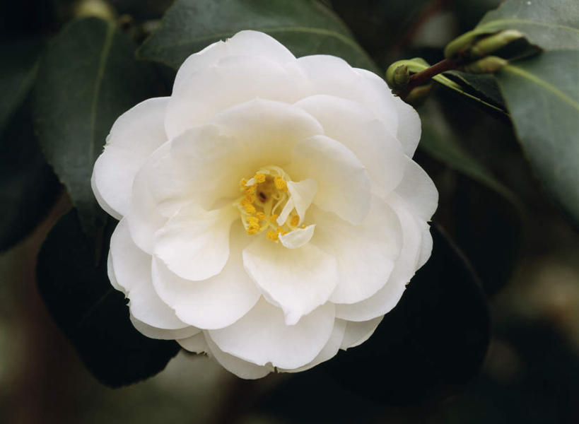 无人,横图,俯视,室外,特写,白天,旅游,度假,美景,山茶花,叶子,东京,日本,亚洲,朦胧,模糊,盛开,景观,绿叶,花蕾,娱乐,花,花瓣,花朵,鲜花,一朵,白色,自然,花苞,花蕊,享受,休闲,嫩叶,景色,放松,自然风光,东亚,本州,关东地方,本州岛,日本国,东京都,玉茗花,耐冬,海石榴,茶花,叶,叶片,彩图,高角度拍摄