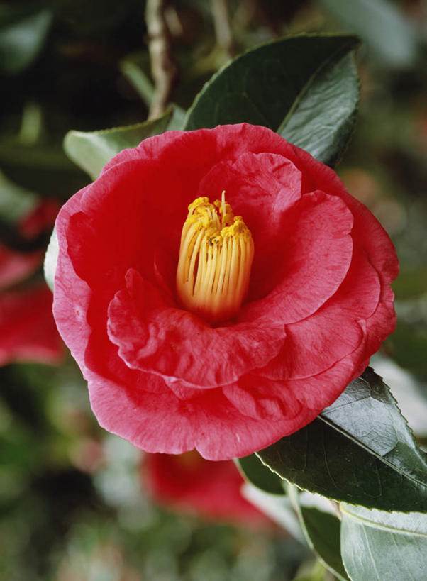 无人,竖图,俯视,室外,特写,白天,旅游,度假,美景,山茶花,叶子,东京,日本,亚洲,朦胧,模糊,盛开,景观,绿叶,花蕾,娱乐,花,花瓣,花朵,鲜花,一朵,红色,自然,花苞,花蕊,享受,休闲,嫩叶,景色,放松,自然风光,东亚,本州,关东地方,本州岛,日本国,东京都,玉茗花,耐冬,海石榴,茶花,叶,叶片,彩图,高角度拍摄