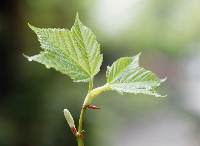 无人,横图,俯视,室外,特写,白天,旅游,度假,美景,植物,枫树,叶子,神奈川,日本,亚洲,朦胧,模糊,景观,绿叶,横滨,横滨市,神奈川县,娱乐,幼苗,树,树木,绿色,自然,享受,休闲,嫩叶,景色,放松,生长,成长,自然风光,东亚,秧苗,本州,首府,关东地方,本州岛,日本国,叶,叶片,彩图,高角度拍摄