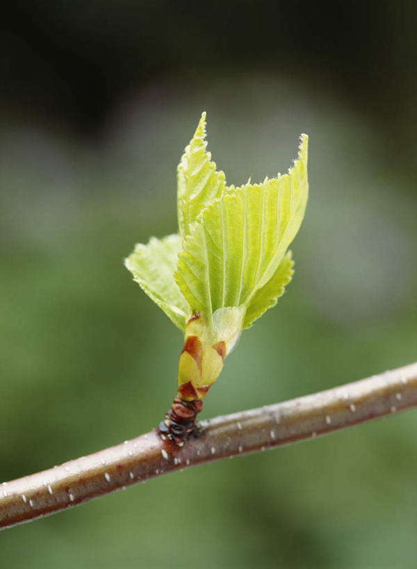 无人,竖图,室外,特写,白天,仰视,旅游,度假,美景,叶子,神奈川,日本,亚洲,阴影,朦胧,模糊,光线,影子,景观,绿叶,横滨,横滨市,神奈川县,娱乐,树枝,阳光,自然,享受,休闲,嫩叶,景色,放松,自然风光,东亚,本州,首府,关东地方,本州岛,日本国,绢柏,银桦,银桦树,叶,叶片,彩图,低角度拍摄