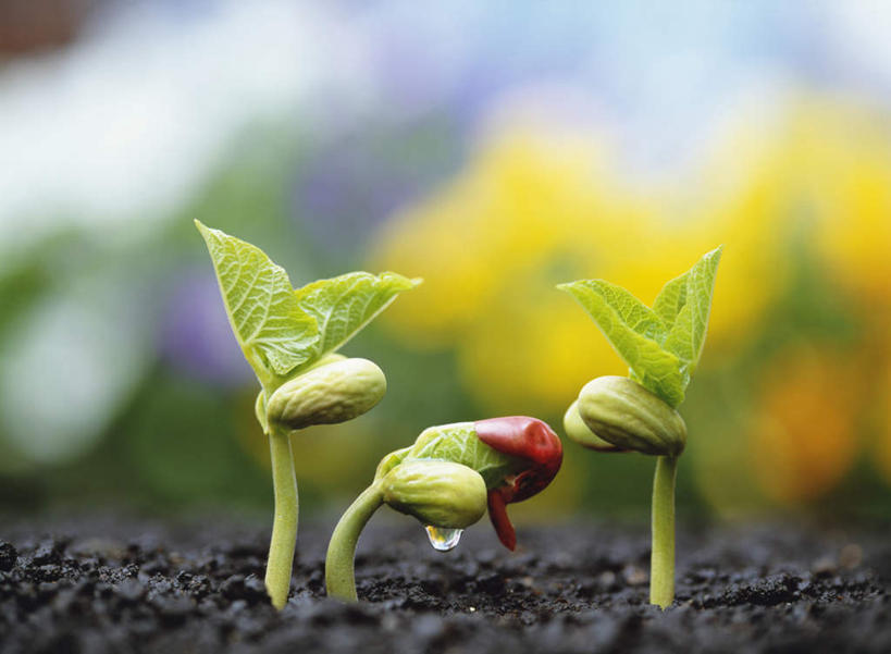 无人,横图,俯视,室外,特写,白天,旅游,度假,美景,水,露水,神奈川,日本,亚洲,一排,朦胧,模糊,整齐,透明,液体,景观,水滴,豆芽,横滨,横滨市,神奈川县,娱乐,水珠,排列,三个,自然,露珠,享受,休闲,景色,放松,生机,苗,队列,剔透,自然风光,豆芽菜,东亚,秧苗,芽苗菜,本州,首府,关东地方,本州岛,日本国,灵动,通明,彩图,高角度拍摄,晶莹