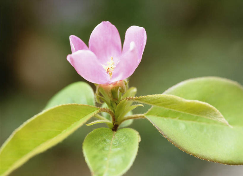 无人,横图,俯视,室外,特写,白天,旅游,度假,美景,叶子,神奈川,日本,亚洲,朦胧,模糊,盛开,景观,绿叶,横滨,横滨市,神奈川县,花蕾,娱乐,花,花瓣,花朵,鲜花,粉色,自然,花苞,花蕊,享受,休闲,嫩叶,景色,放松,自然风光,东亚,本州,首府,关东地方,本州岛,日本国,榅桲花,榅桲,叶,叶片,彩图,高角度拍摄