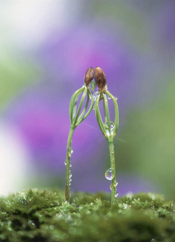 无人,竖图,室外,特写,白天,正面,旅游,度假,美景,水,露水,松树,神奈川,日本,亚洲,一排,朦胧,模糊,整齐,透明,液体,景观,水滴,横滨,横滨市,神奈川县,娱乐,幼苗,水珠,排列,两个,自然,露珠,享受,休闲,景色,放松,生机,神圣,队列,剔透,自然风光,东亚,秧苗,本州,首府,关东地方,本州岛,日本国,长寿,灵动,日本红松,通明,彩图,晶莹