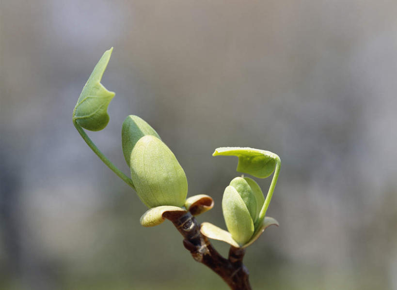 无人,横图,室外,白天,仰视,爱情,旅游,度假,美景,郁金香,东京,日本,亚洲,阴影,朦胧,模糊,盛开,光线,影子,景观,花芽,祝福,花蕾,娱乐,幼苗,花,花瓣,花朵,鲜花,阳光,自然,花苞,花蕊,享受,休闲,景色,放松,表白,自然风光,荣誉,东亚,本州,关东地方,本州岛,日本国,东京都,永恒,郁香,洋荷花,草麝香,彩图,低角度拍摄