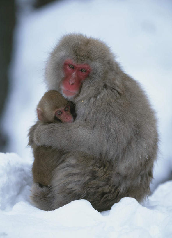 无人,母亲,儿子,抱,竖图,俯视,室外,特写,白天,温泉,雪,大雪,野生动物,猴子,长野县,日本,朦胧,模糊,积雪,雪景,冬季,冬天,动物,两只,母子,寒冷,可爱,母爱,活泼,抱着,搂着,猕猴,日本猕猴,本州,本州岛,日本国,中部地方,长野,严寒,怀抱,搂,搂抱,相抱,拥抱,彩图,高角度拍摄,全身,地狱谷,地狱谷温泉,地狱谷野猿公苑