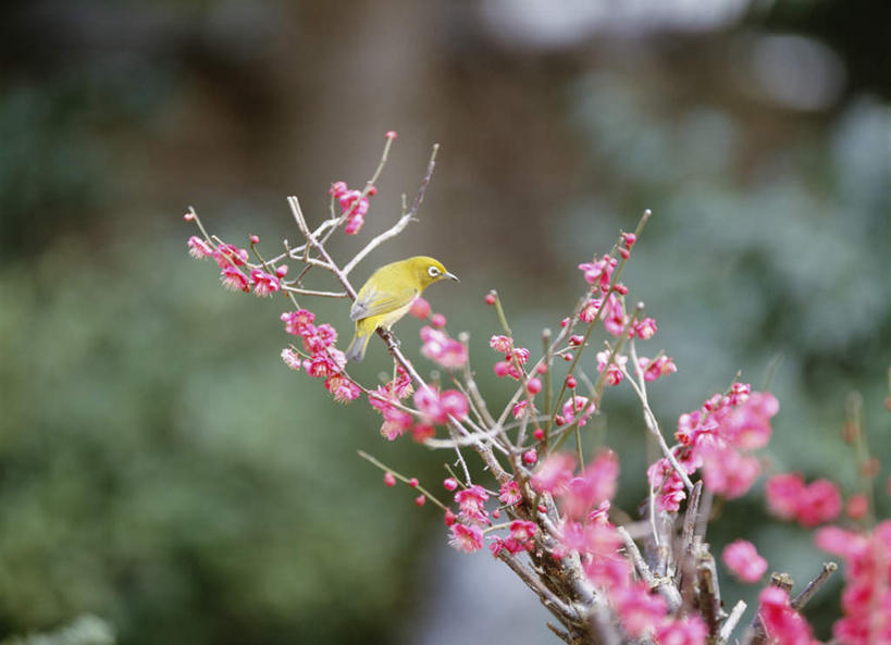 无人,站,横图,室外,特写,白天,仰视,旅游,度假,美景,鸟,福冈县,日本,亚洲,许多,盛开,鸟类,景观,梅花,花蕾,娱乐,花,花瓣,花朵,鲜花,一只,粉色,自然,花苞,花蕊,站着,享受,休闲,景色,放松,高雅,坚强,自然风光,东亚,福冈,日本国,九州本岛,九州,九州岛,九州地方,梅,站立,彩图,低角度拍摄,全身