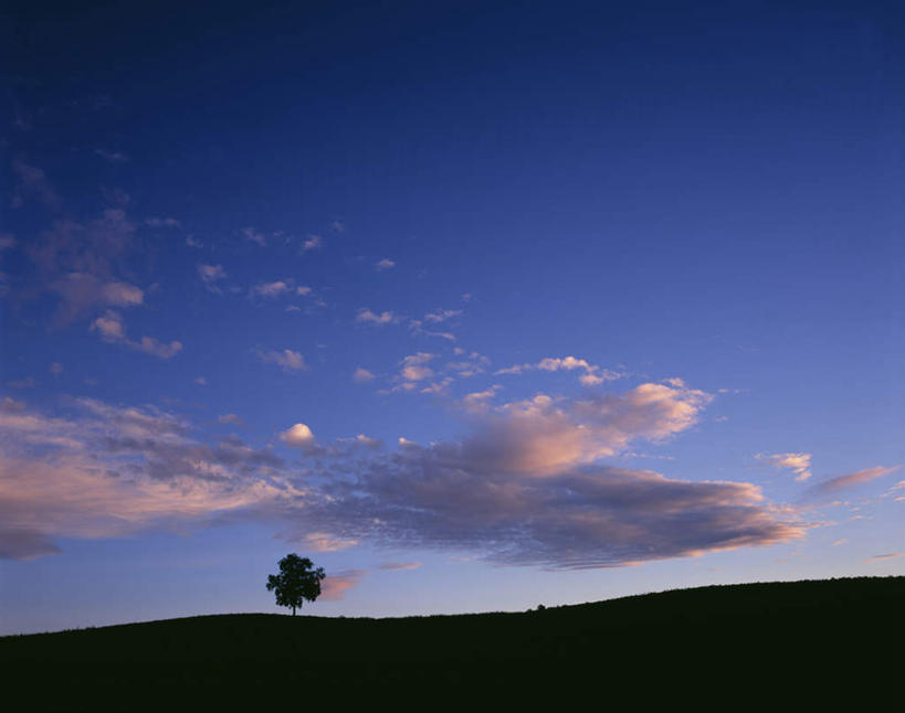 无人,横图,室外,白天,仰视,旅游,度假,美景,日落,植物,北海道,日本,亚洲,一棵,景观,晚霞,霞光,落日,辽阔,背光,娱乐,树,树木,绿色,天空,自然,黄昏,天,享受,休闲,景色,彩霞,放松,生长,成长,一望无际,自然风光,延伸,逆光,东亚,日本国,天地相交,北海道地方,北海道岛,美瑛町,美瑛,夕照,夕阳,彩图,低角度拍摄,斜阳