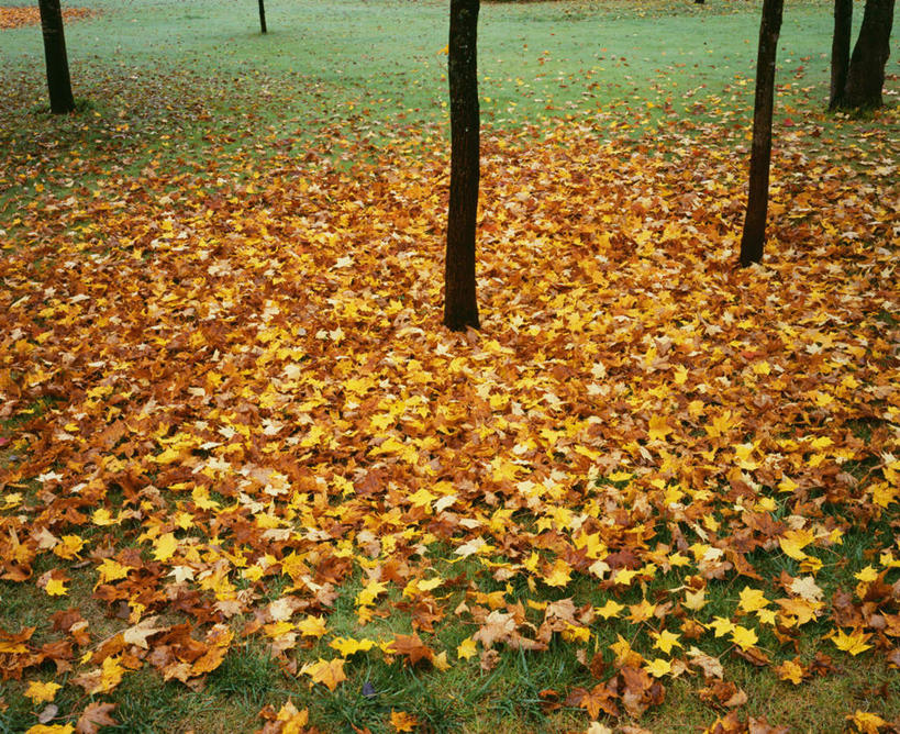 无人,横图,俯视,室外,白天,旅游,度假,草地,草坪,美景,树林,植物,叶子,北海道,日本,亚洲,一堆,堆叠,堆积,景观,枫叶,枯叶,落叶,娱乐,草,树,树木,黄色,红色,绿色,自然,享受,休闲,景色,放松,生长,成长,枫树叶,堆,自然风光,东亚,日本国,北海道地方,北海道岛,美瑛町,美瑛,叶,叶片,彩图,高角度拍摄