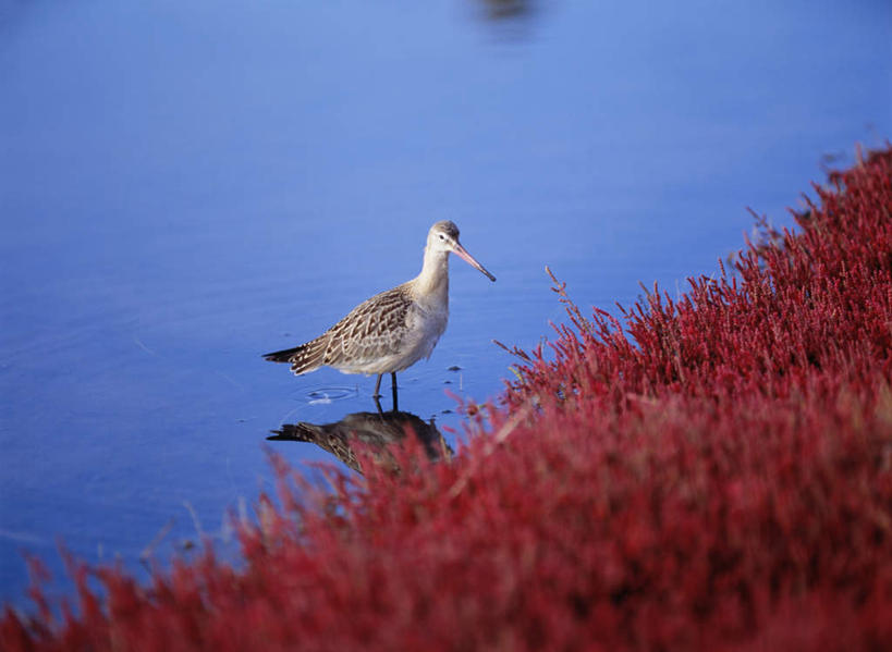 无人,站,横图,俯视,室外,白天,旅游,度假,河流,美景,水,植物,鸟,北海道,日本,亚洲,阴影,反射,鸟类,水鸟,影子,河水,景观,水流,草药,药草,娱乐,中药,一只,自然,站着,享受,休闲,景色,放松,自然风光,药材,中草药,东亚,中药材,本草,日本国,北海道地方,北海道岛,缠百合,珊瑚草,站立,彩图,高角度拍摄,全身