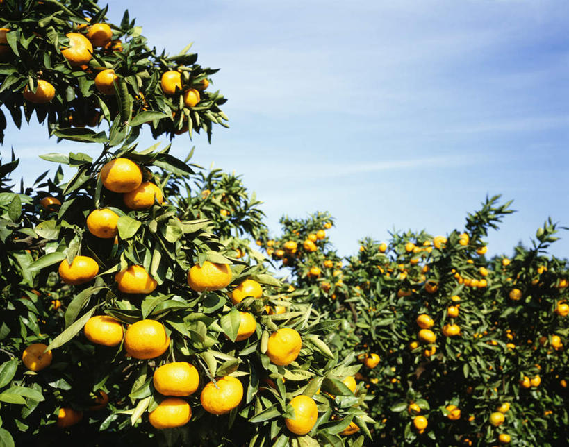 无人,横图,室外,特写,白天,仰视,植物,柑橘,水果,神奈川,日本,亚洲,许多,新鲜,云,云朵,生食,食品,果实,神奈川县,云彩,树,树木,食物,蓝色,绿色,白云,蓝天,天空,自然,天,有机食品,绿色食品,生长,晴朗,成长,东亚,本州,关东地方,本州岛,日本国,晴空,橘子,桔子,橙子,橙,彩图,低角度拍摄