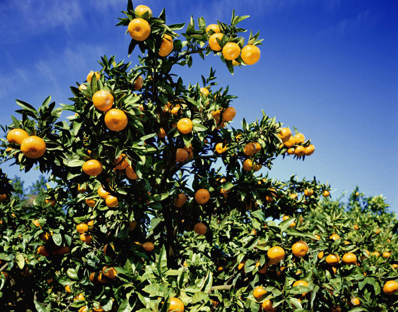 无人,横图,室外,特写,白天,仰视,植物,柑橘,水果,神奈川,日本,亚洲,许多,新鲜,云,云朵,生食,食品,果实,神奈川县,云彩,树,树木,食物,蓝色,绿色,白云,蓝天,天空,自然,天,有机食品,绿色食品,生长,晴朗,成长,东亚,本州,关东地方,本州岛,日本国,晴空,橘子,桔子,橙子,橙,彩图,低角度拍摄