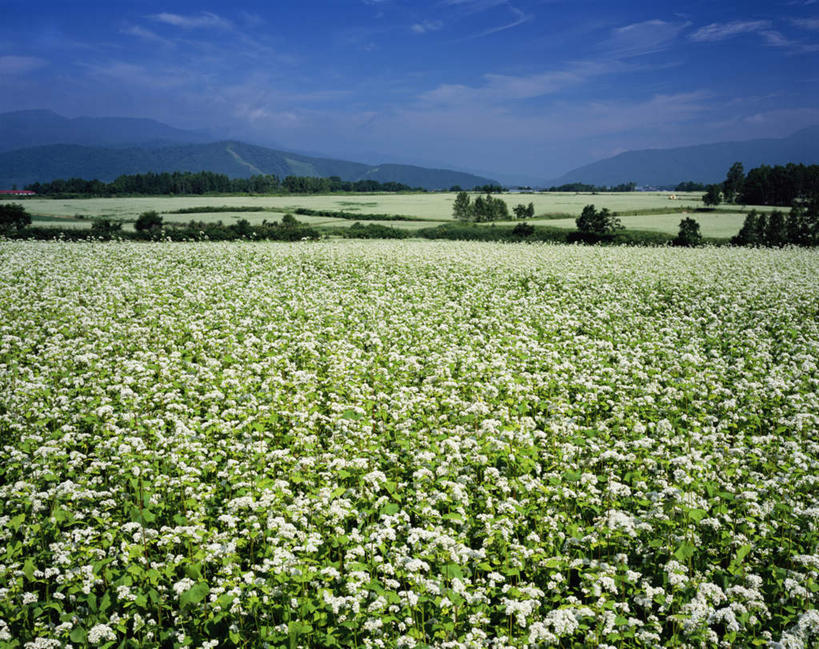 无人,农田,横图,室外,白天,正面,旅游,度假,庄稼,农作物,美景,山,山脉,北海道,日本,亚洲,朦胧,模糊,盛开,景观,山峰,云,云朵,谷物,山峦,荞麦,花蕾,云彩,娱乐,花,花瓣,花朵,鲜花,蓝色,白色,白云,蓝天,天空,自然,群山,天,花苞,花蕊,享受,休闲,稻谷,景色,放松,晴朗,自然风光,东亚,日本国,北海道地方,北海道岛,晴空,彩图,耕地,庄稼田