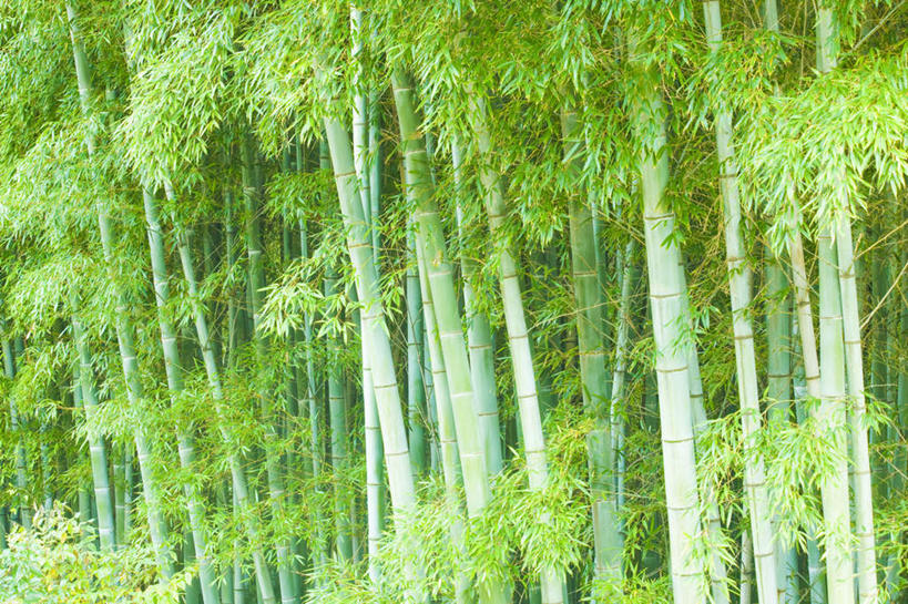 无人,横图,室外,白天,正面,旅游,度假,纯洁,美景,森林,树林,植物,竹子,叶子,京都,日本,亚洲,景观,绿叶,娱乐,树,树木,绿色,自然,享受,休闲,嫩叶,景色,放松,京都府,生长,成长,高雅,自然风光,东亚,本州,本州岛,日本国,近畿地方,近畿,奉献,质朴,正直,担当,叶,叶片,竹,彩图,奋进,操守,四君子,岁寒三友,性坚,虚怀,虚心,善群,卓尔