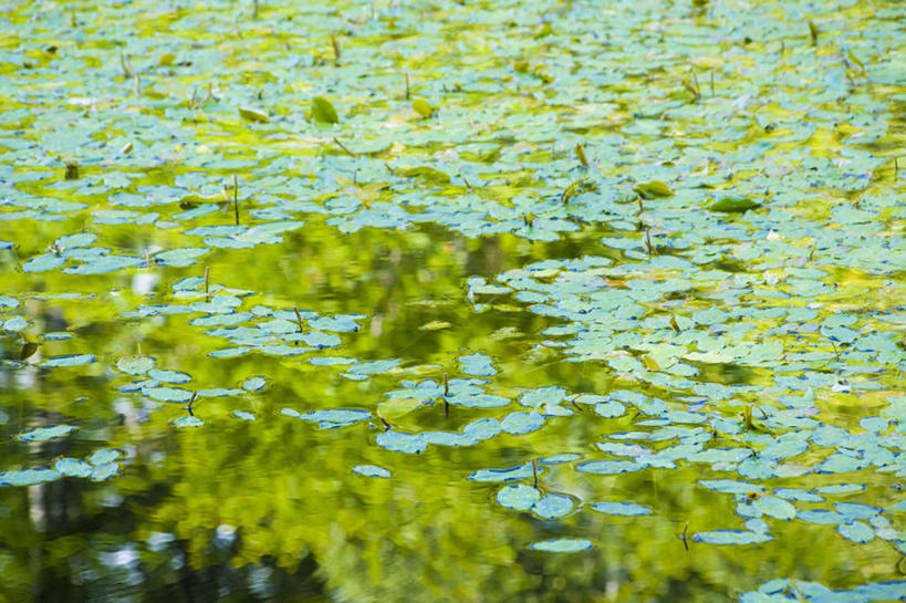 无人,横图,俯视,室外,特写,白天,旅游,度假,河流,美景,水,睡莲,叶子,长野县,日本,亚洲,阴影,朦胧,模糊,盛开,反射,影子,河水,景观,水流,绿叶,花蕾,娱乐,花,花瓣,花朵,鲜花,倒影,自然,花苞,花蕊,享受,休闲,嫩叶,景色,放松,自然风光,东亚,纯真,妖艳,本州,本州岛,日本国,中部地方,长野,水芹花,抒情,洁净,水洋花,子午莲,叶,叶片,彩图,高角度拍摄