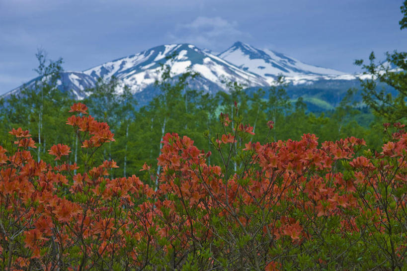 无人,横图,室外,白天,仰视,旅游,度假,花海,花圃,美景,山,雪,雪山,植物,大雪,杜鹃花,叶子,长野县,日本,亚洲,许多,盛开,冰,积雪,景观,山峰,雪景,云,云朵,冬季,冬天,杜鹃,绿叶,山峦,花蕾,云彩,娱乐,花,花瓣,花朵,花卉,鲜花,红色,蓝色,绿色,白云,蓝天,天空,自然,花丛,花田,天,花苞,花蕊,享受,休闲,嫩叶,景色,放松,寒冷,生长,晴朗,成长,冰冷,自然风光,东亚,本州,本州岛,日本国,中部地方,长野,红杜鹃,满山红,清明花,清时,山踯躅,红踯躅,严寒,冰凉,酷寒,凛冽,凛凛,极冷,山石榴,映山红,叶,叶片,晴空,彩图,低角度拍摄
