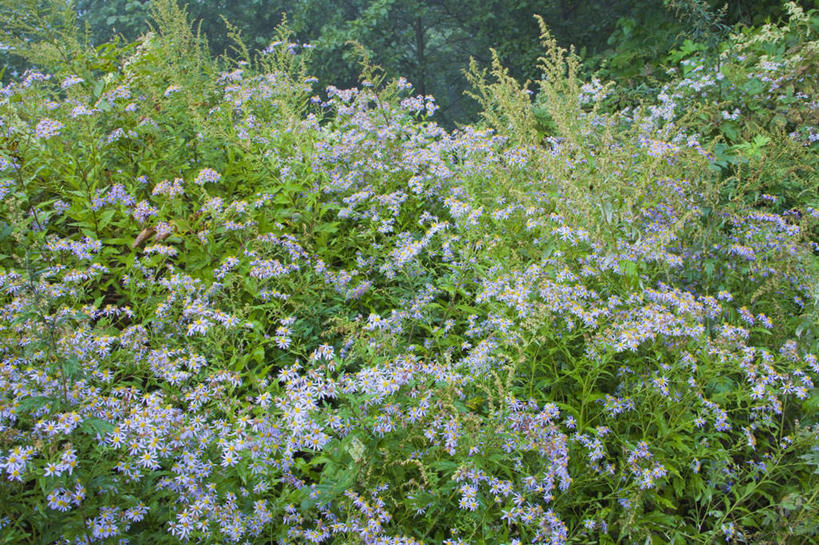 无人,横图,俯视,室外,白天,爱情,旅游,度假,美景,植物,长野县,日本,亚洲,许多,盛开,景观,娱乐,花,花瓣,花朵,花卉,鲜花,蓝色,自然,花蕊,享受,休闲,菊花,景色,放松,吉祥,自然风光,东亚,本州,本州岛,日本国,中部地方,长野,高洁,长寿,乘鞍高原,怀恋,清净,真情,寿客,秋菊,彩图,高角度拍摄