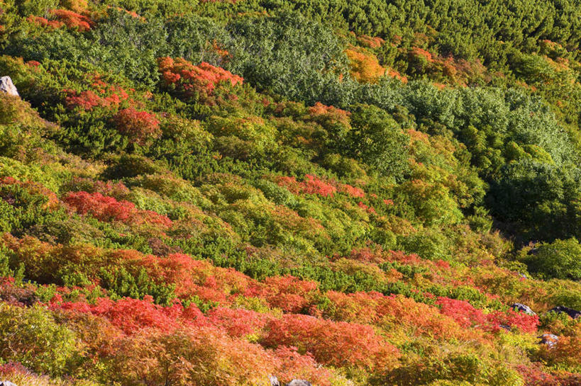 无人,横图,俯视,室外,白天,旅游,度假,美景,秋季,森林,树林,植物,长野县,日本,亚洲,许多,景观,娱乐,树,树木,红色,绿色,自然,享受,休闲,景色,放松,生长,成长,自然风光,东亚,本州,本州岛,日本国,中部地方,长野,秋,秋天,彩图,高角度拍摄