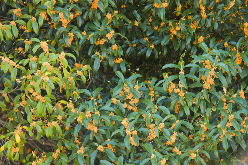 无人,横图,俯视,室外,白天,旅游,度假,花海,花圃,美景,植物,叶子,许多,盛开,景观,绿叶,花蕾,娱乐,花,花瓣,花朵,花卉,鲜花,黄色,绿色,自然,花丛,花田,花苞,花蕊,享受,休闲,嫩叶,景色,放松,生长,成长,自然风光,橄榄花,叶,叶片,彩图,高角度拍摄