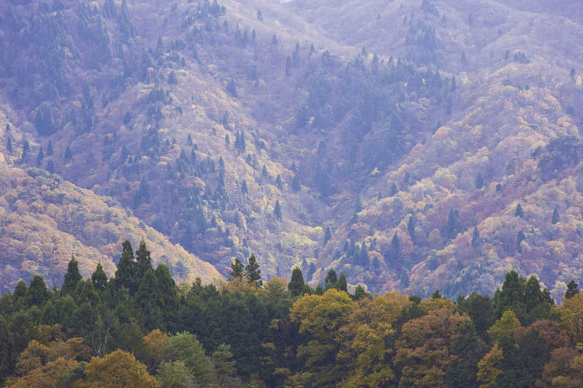 无人,横图,俯视,航拍,室外,白天,旅游,度假,美景,森林,山,山脉,树林,植物,日本,亚洲,阴影,光线,影子,景观,山峰,山峦,娱乐,树,树木,绿色,阳光,自然,群山,享受,休闲,景色,放松,生长,成长,鸟瞰,自然风光,东亚,本州,本州岛,日本国,近畿地方,近畿,滋贺,滋贺县,彩图,高角度拍摄