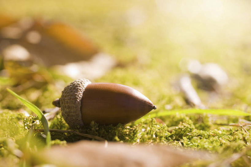 无人,横图,俯视,室外,特写,白天,旅游,度假,美景,植物,阴影,朦胧,模糊,光线,影子,景观,坚果,褐色,苔藓,娱乐,一个,绿色,阳光,自然,干果,享受,休闲,景色,放松,单个,自然风光,橡果,橡树果,橡栗,橡实,橡树子,橡子,彩图,高角度拍摄