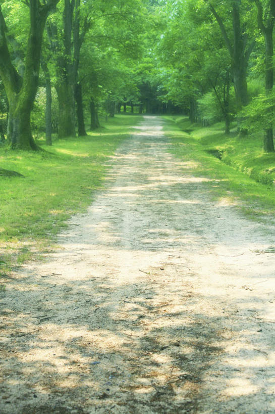 无人,竖图,室外,白天,正面,旅游,度假,草地,草坪,美景,植物,道路,路,日本,亚洲,阴影,光线,影子,景观,小路,交通,娱乐,草,树,树木,绿色,阳光,自然,享受,休闲,景色,放松,大阪,生长,成长,自然风光,东亚,本州,大阪府,本州岛,日本国,近畿地方,近畿,彩图