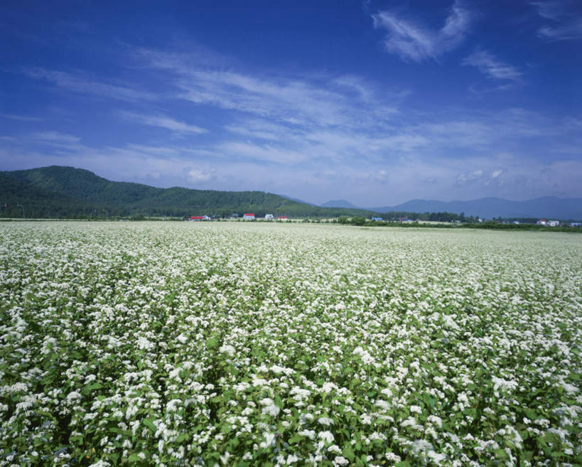 无人,农田,横图,室外,白天,正面,旅游,度假,庄稼,农作物,美景,北海道,日本,亚洲,许多,盛开,景观,云,云朵,云彩,娱乐,花,花瓣,花朵,花卉,鲜花,蓝色,白色,白云,蓝天,天空,自然,天,花蕊,享受,休闲,景色,放松,晴朗,自然风光,东亚,日本国,北海道地方,北海道岛,晴空,彩图,耕地,庄稼田