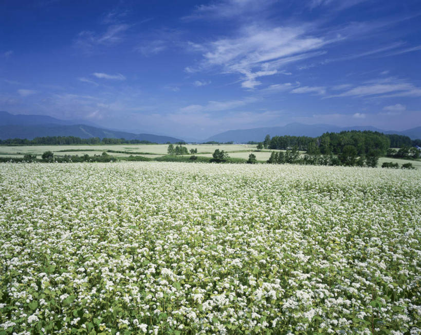 无人,横图,全景,室外,白天,正面,旅游,度假,草地,草坪,花海,花圃,美景,天际线,植物,叶子,北海道,日本,亚洲,朦胧,模糊,盛开,地平线,景观,云,云朵,辽阔,地面,花蕾,云彩,娱乐,草,花,花瓣,花朵,花卉,鲜花,树,树木,蓝色,绿色,白云,蓝天,天空,自然,花丛,花束,花田,天,花苞,花蕊,享受,休闲,景色,放松,生长,晴朗,成长,一望无际,自然风光,延伸,东亚,日本国,天地相交,北海道地方,北海道岛,晴空,彩图