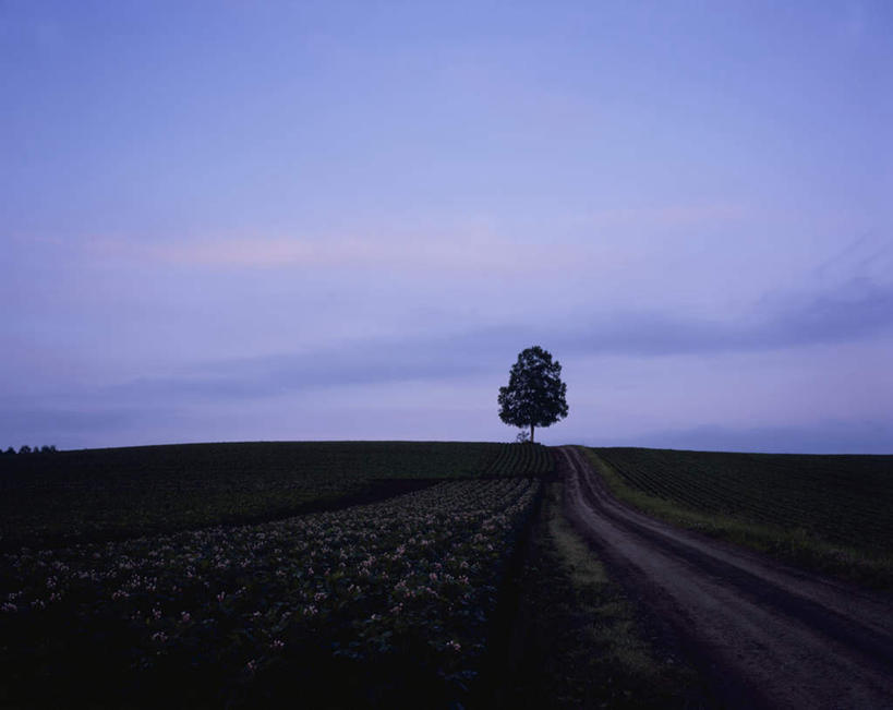 无人,农田,横图,室外,白天,仰视,旅游,度假,庄稼,农作物,草地,草坪,日出,美景,太阳,植物,北海道,日本,亚洲,朦胧,模糊,景观,云,云朵,朝霞,晨曦,黎明,背光,云彩,娱乐,草,树,树木,蓝色,绿色,白云,蓝天,天空,阳光,自然,天,享受,休闲,景色,放松,生长,晴朗,成长,自然风光,逆光,东亚,日本国,北海道地方,北海道岛,朝阳,晴空,彩图,低角度拍摄,耕地,庄稼田,破晓