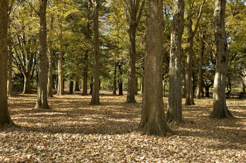 无人,横图,室外,白天,正面,旅游,度假,美景,秋季,植物,叶子,东京,日本,亚洲,阴影,朦胧,模糊,光线,影子,景观,枫叶,枯叶,落叶,娱乐,树,树木,黄色,红色,绿色,自然,享受,休闲,景色,放松,生长,成长,枫树叶,自然风光,东亚,本州,关东地方,本州岛,日本国,东京都,叶,叶片,秋,秋天,彩图