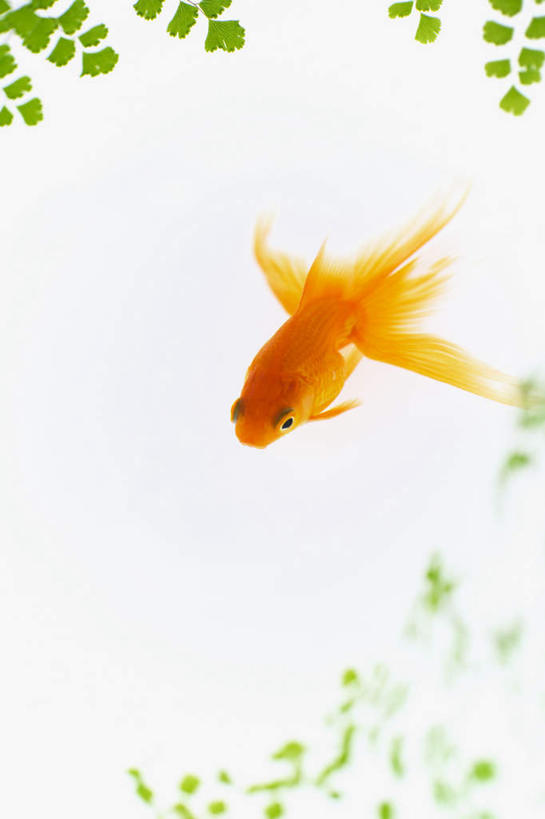 无人,竖图,俯视,室内,白天,白色背景,数码,科技,叶子,一条,许多,阴影,网络,金鱼,鱼,绿叶,高光,几何,计算机图形,合成,鱼类,金色,嫩叶,电脑合成图,数码合成图,写实,具体,具象,观赏鱼,金鲫鱼,叶,叶片,彩图,高角度拍摄,全身