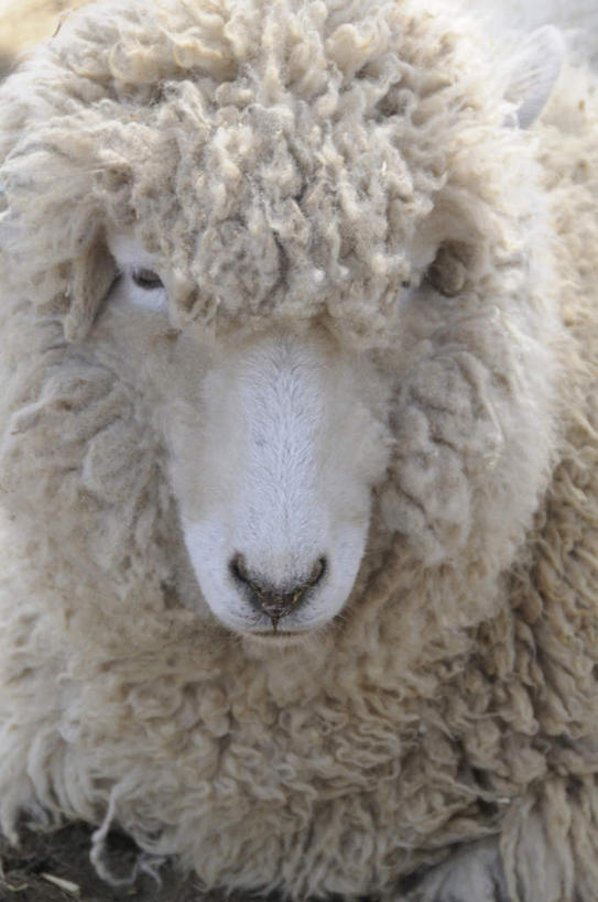 头,无人,站,竖图,室外,特写,白天,正面,羊,一头,朦胧,模糊,注视,白色,动物,观察,看,站着,家畜,牲畜,观看,羊毛,察看,关注,头部,绵羊,站立,半身,彩图
